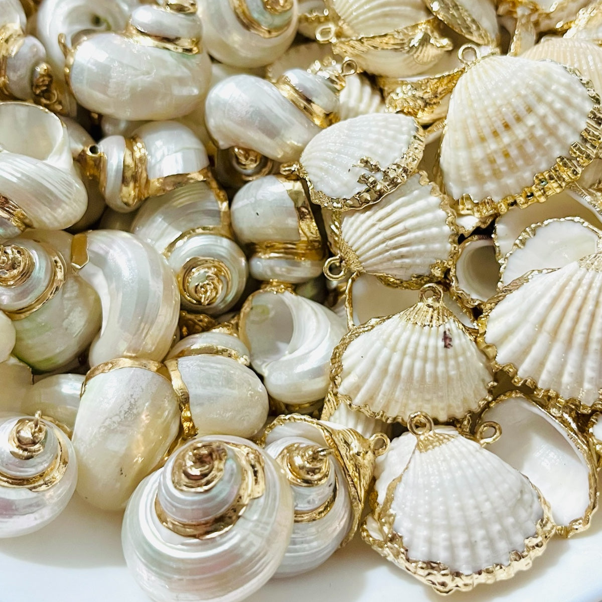 1 pz Caracola Marina, Borde Dorado, Natural