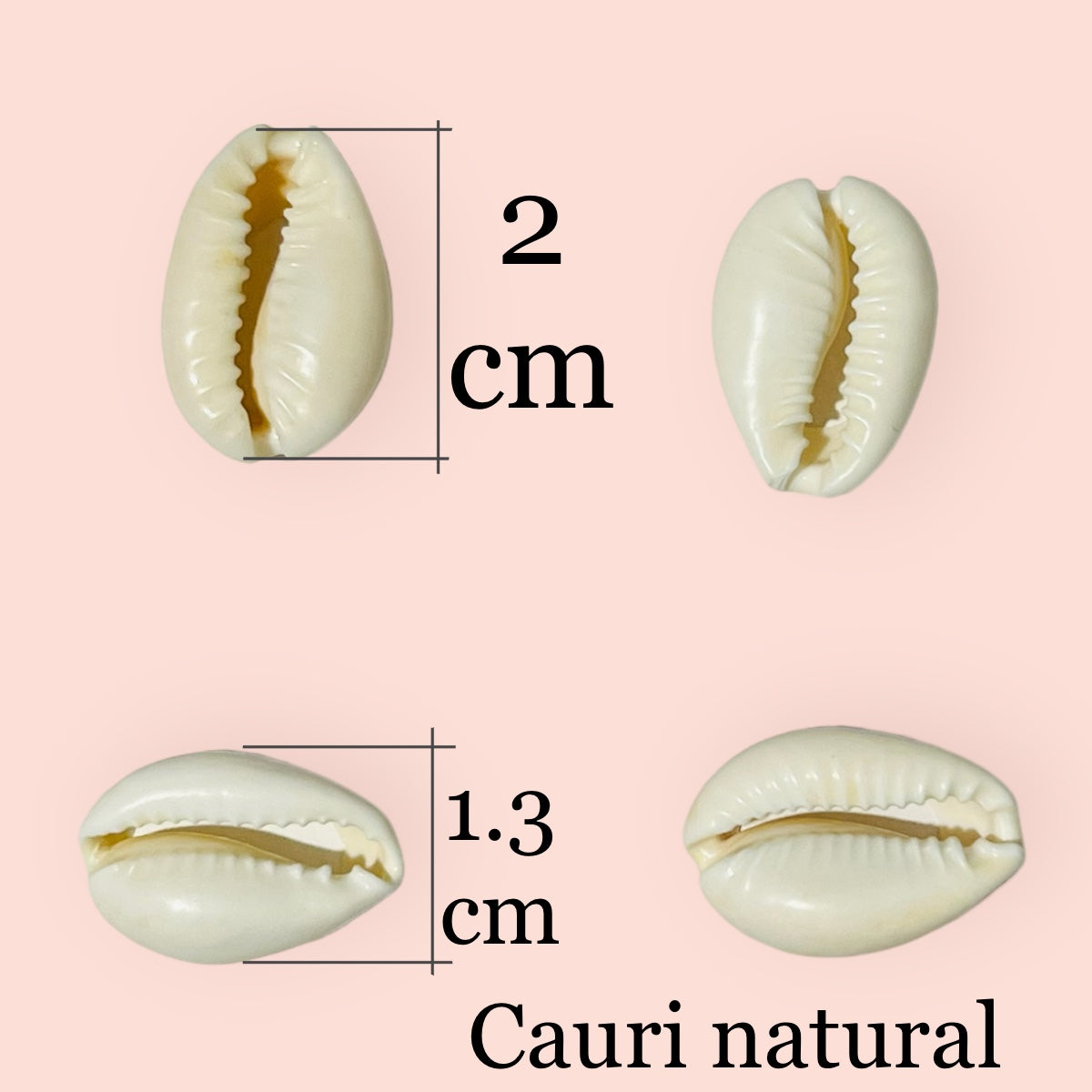 20 piezas de Cauris naturales