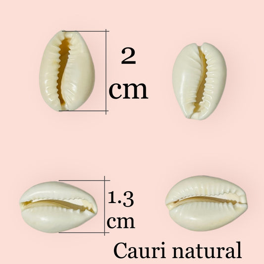 20 piezas de Cauris naturales